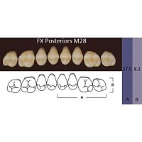 FX Posteriors - Зубы акриловые двухслойные, боковые верхние, цвет C4, фасон М28, 8 шт