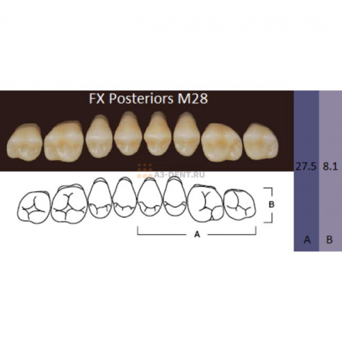 FX Posteriors - Зубы акриловые двухслойные, боковые верхние, цвет A3, фасон М28, 8 шт