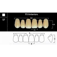 FX Anteriors - Зубы акриловые двухслойные, фронтальные верхние, цвет D2, фасон S7, 6 шт