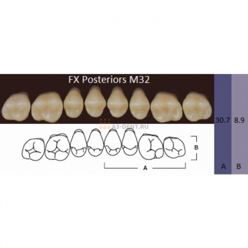 FX Posteriors - Зубы акриловые двухслойные, боковые верхние, цвет C1, фасон М32, 8 шт