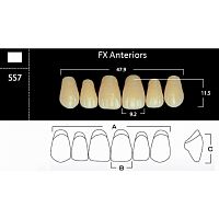 FX Anteriors - Зубы акриловые двухслойные, фронтальные верхние, цвет A3, фасон SS7, 6 шт