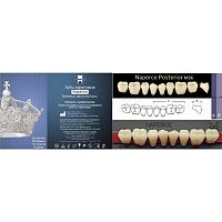 Зубы NAPERCE Posterior, цвет D4, фасон М36 акриловые двухслойные, 8 шт.
