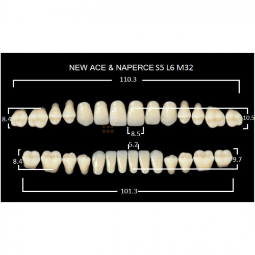 Зубы GLORIA, цвет B1, фасон S5 М32, акриловые двухслойные, полный гарнитур, 28 шт. фото 2