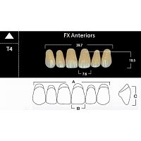 FX Anteriors - Зубы акриловые двухслойные, фронтальные верхние, цвет D4, фасон Т4, 6 шт