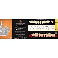 Зубы EFUCERA PX Posteriors, цвет C3, фасон 34, композитные трехслойные боковые нижние, 8 штук на планке.
