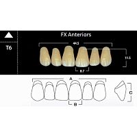 FX Anteriors - Зубы акриловые двухслойные, фронтальные верхние, цвет C4, фасон Т6, 6 шт