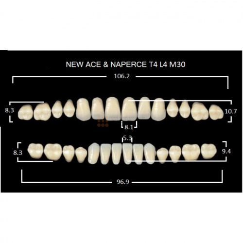 Зубы GLORIA, цвет B4, фасон T4 М30, акриловые двухслойные, полный гарнитур, 28 шт. фото 2