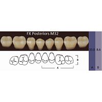 FX Posteriors - Зубы акриловые двухслойные, боковые нижние, цвет B1, фасон М32, 8 шт