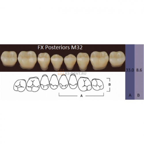 FX Posteriors - Зубы акриловые двухслойные, боковые нижние, цвет C2, фасон М32, 8 шт