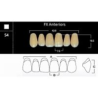 FX Anteriors - Зубы акриловые двухслойные, фронтальные верхние, цвет D3, фасон S4, 6 шт