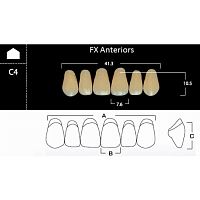 FX Anteriors - Зубы акриловые двухслойные, фронтальные верхние, цвет C1, фасон С4, 6 шт