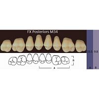 FX Posteriors - Зубы акриловые двухслойные, боковые верхние, цвет A4, фасон M34, 8 шт