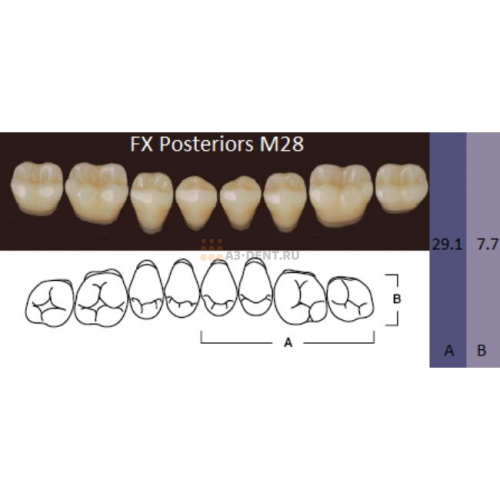 FX Posteriors - Зубы акриловые двухслойные, боковые нижние, цвет D4, фасон М28, 8 шт