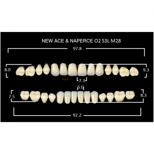 Зубы GLORIA, цвет D4, фасон O2 М28, акриловые двухслойные, полный гарнитур, 28 шт. фото 2