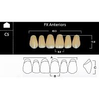 FX Anteriors - Зубы акриловые двухслойные, фронтальные верхние, цвет C3, фасон C5, 6 шт