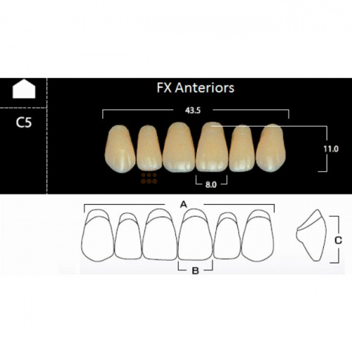 FX Anteriors - Зубы акриловые двухслойные, фронтальные верхние, цвет D3, фасон C5, 6 шт