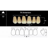 FX Anteriors - Зубы акриловые двухслойные, фронтальные верхние, цвет A4, фасон T7, 6 шт