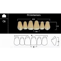 FX Anteriors - Зубы акриловые двухслойные, фронтальные верхние, цвет A1, фасон C6 6 шт