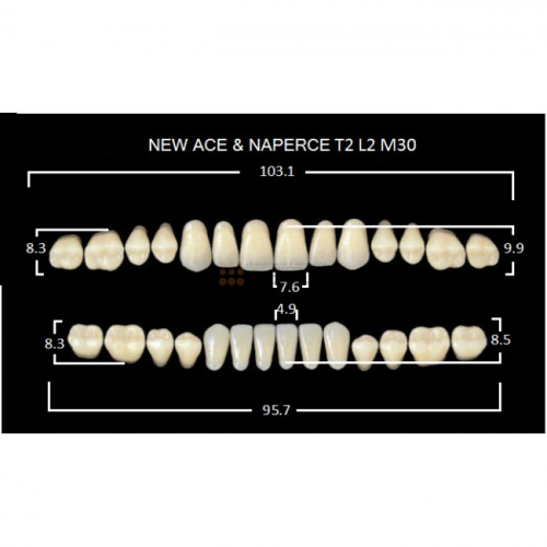 Зубы GLORIA, цвет C4, фасон T2 М30, акриловые двухслойные, полный гарнитур, 28 шт. фото 2