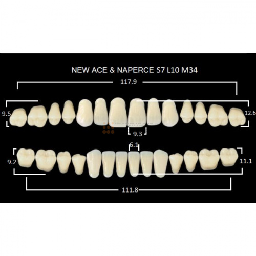 Зубы GLORIA, цвет B2, фасон S7 М34, акриловые двухслойные, полный гарнитур, 28 шт. фото 2