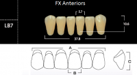 FX Anteriors - Зубы акриловые двухслойные, фронтальные нижние, цвет D2, фасон LB7, 6 шт