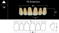FX Anteriors - Зубы акриловые двухслойные, фронтальные верхние, цвет C3, фасон Т4, 6 шт