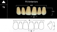 FX Anteriors - Зубы акриловые двухслойные, фронтальные верхние, цвет C3, фасон Т6, 6 шт