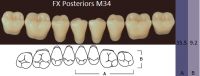 FX Posteriors - Зубы акриловые двухслойные, боковые нижние, цвет B2, фасон М34, 8 шт