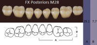 FX Posteriors - Зубы акриловые двухслойные, боковые нижние, цвет B3, фасон М28, 8 шт