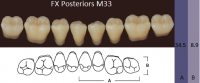 FX Posteriors - Зубы акриловые двухслойные, боковые нижние, цвет D2, фасон М33, 8 шт