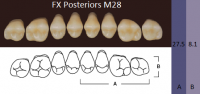 FX Posteriors - Зубы акриловые двухслойные, боковые верхние, цвет B2, фасон М28, 8 шт