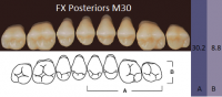 FX Posteriors - Зубы акриловые двухслойные, боковые верхние, цвет B2, фасон М30, 8 шт