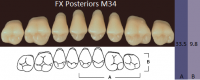 FX Posteriors - Зубы акриловые двухслойные, боковые верхние, цвет B2, фасон М34, 8 шт