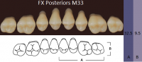 FX Posteriors - Зубы акриловые двухслойные, боковые верхние, цвет D3, фасон М33, 8 шт