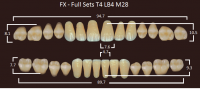 FX зубы акриловые двухслойные, полный гарнитур (28 шт.) на планке, B2, T4/LB4/M28