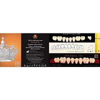 Зубы EFUCERA PX Posteriors, цвет W05, фасон 28, композитные трехслойные боковые нижние, 8 штук на планке.