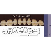 FX Posteriors - Зубы акриловые двухслойные, боковые верхние, цвет D2, фасон М30, 8 шт
